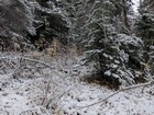 There's an elk in the bushes, trust me!