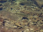 Trout swimming in Goat Lake.