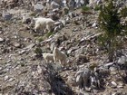 Mountain Goats south of Baron Peak.