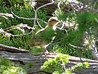 We saw this grouse chick while bushwhacking above Decker Creek.
