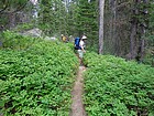 Stopping to snack on huckleberries during the hike out.