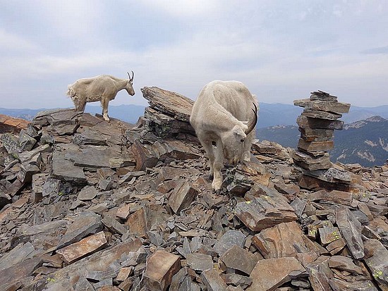 Scotchman Peak is known for its mountain goats.