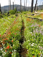 Did I mention the wildflowers?