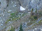 Six mountain goats near Mirror Lake.