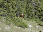 Elk above Wet Creek.