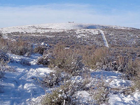 Deer on the summit of Shafer Creek Point.