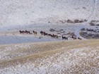 Herd of elk below the summit.