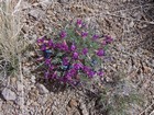 Desert wildflowers in bloom.