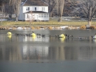 A few dozen Cormorants hanging out above the dam.
