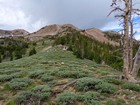 Nearing tree line on the way up North Smoky Dome.