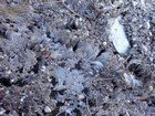 Hoar frost growing up under sand and pebbles on the trail.