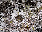 Hawks nest with eggs, right next to the road.