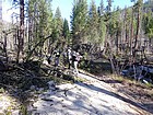 A few trees blocking the road made our hike a little longer.