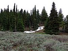 Patches of snow below treeline.