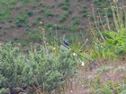 Lazuli Bunting during the hike down,