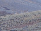 Herd of Pronghorn early in the hike.