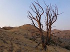 Cool looking tree on the way up.