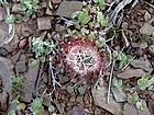 Interesting desert plant, about the size of a baseball.