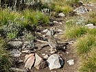 Grouse taking its time crossing the trail in front of us.