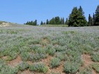 Lupine in bloom.