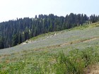 Mixture of forest and meadows.