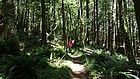 Cool lighting in the forest.