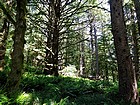 Mossy trees and ferns.