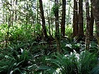 Lots of ferns.