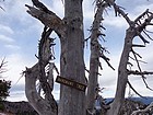 Shot of Hangmans Tree on the way back.