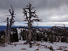 Gnarly trees near Pt 8116', Tripod in the distance.