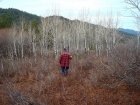 Dad entering an Aspen grove on the way back down.