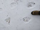 Lots of fresh bear tracks on the approach trail.