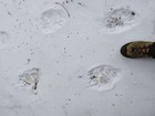 Lots of fresh bear tracks on the approach trail.