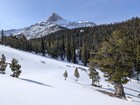 This White Bark Pine has a great view of Bell Mountain.