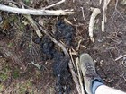 Large pile of bear scat on the ridge south of Jove Peak.