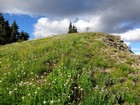 Nearing the summit of Jove Peak, wildflowers and bugs.