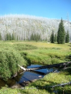 Still stream and silvery snags from the 1994 fire.