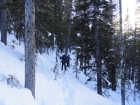 Making our way through the trees, near the bottom of Sawmill Canyon.