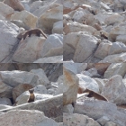 I came across this pair of Martens in the gully between Caulkens Peak and WCP-9, at around 10400' elevation.