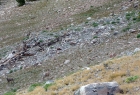 Sheep in Bighorn Basin. There's a ram and ewe in the lower left, with several other ewes and lambs scampering away in the upper right.