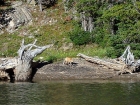 A Red Fox on the shores of Ocalkens Lake.