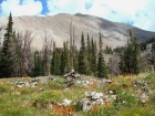 Wildflowers and snags with WCP-7 in the background.