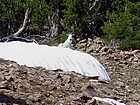 Goat cooling off in a snowbank on the way to West Strawberry Peak (Peak 10132').