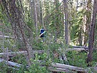 Some serious bushwhacking on our way down from Strawberry Basin.