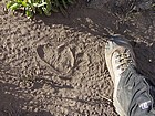 Bear tracks on the trail, not very old.