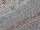 Six Bighorn Sheep above Iron Basin. The outcast group.