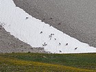 Bighorns on a snowfield. Notice the air born lamb in the center.