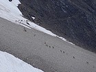 Bighorns climbing the mountainside, nearly 40 of them.