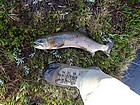 Big trout caught (and released) from Sapphire Lake.