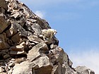 Mountain Goat posing on the southeast ridge of Peak 11272'.